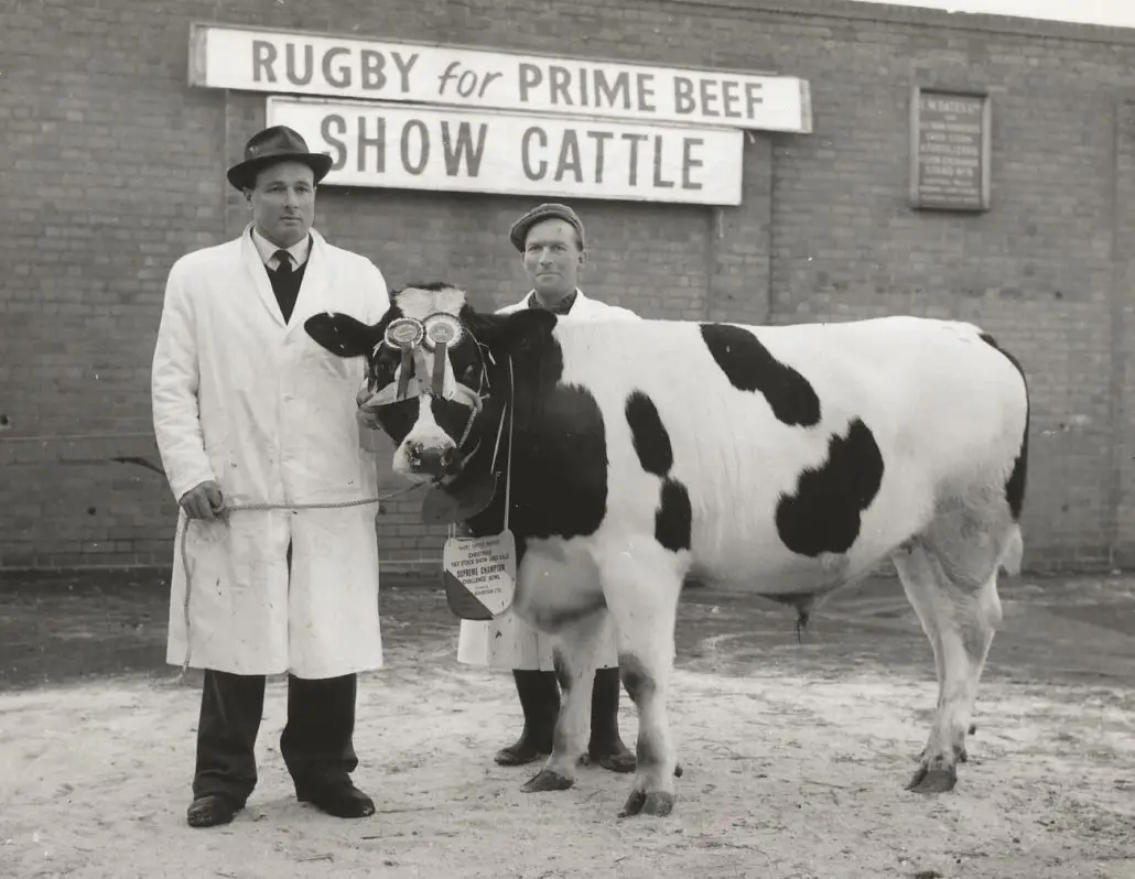 lynwood-stud-cattle