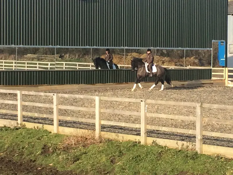 lynwood-stud-constitution-amy-pugh